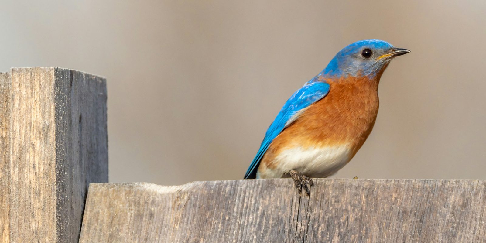 Let's hope one iPhone 17 Pro camera rumor is dead wrong | Telephoto shot of a bird