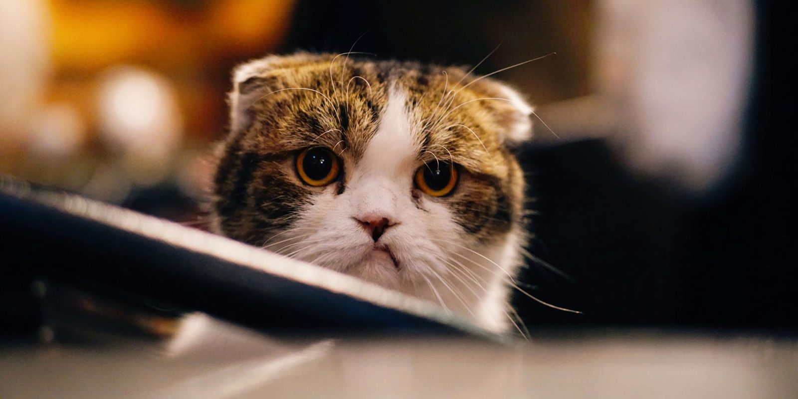 iOS 26.2.1 causing crashes, freezes, and severe battery drain for some | Photo shows an unhappy-looking cat