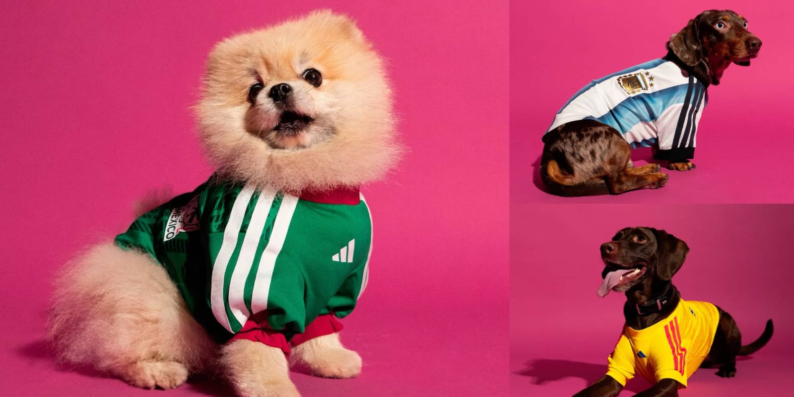 A dog wearing a sports outfit